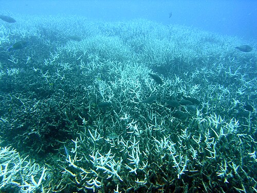 Un corail complètement blanchi, presque devenu un squelette blanc fantomatique.
