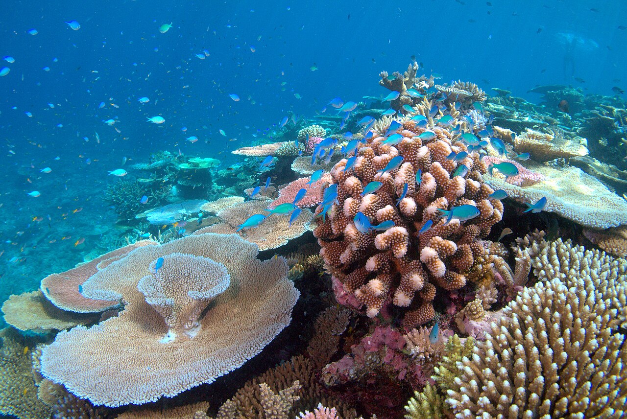 Une myriade de petits poissons verts (Chromis viridis) nageant au-dessus d'un corail sain et texturé.