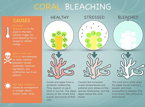 Gros plan montrant la relation symbiotique entre le corail et les algues microscopiques, et comment leur départ provoque le blanchissement.