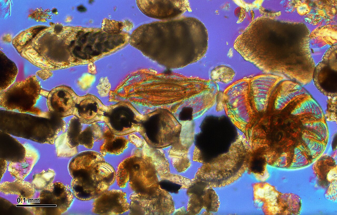 Vista microscópica de varios foraminíferos, organismos planctónicos cuyas conchas de carbonato de calcio son vitales para el ecosistema marino y vulnerables a la acidificación.
