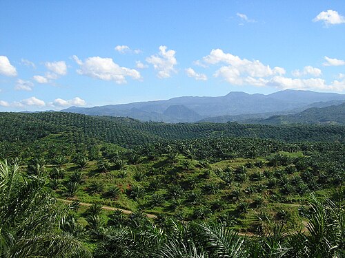 A palm oil plantation in Cigudeg, Bogor Regency, West Java.