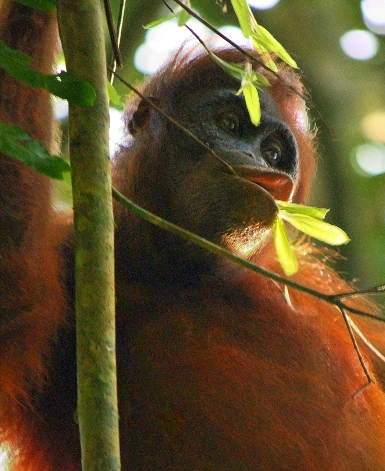Kutai Orangutan 2008