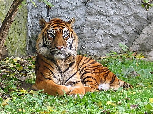 Panthera tigris sumatran subspecies