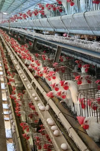 Reihen von Legehennen, die in gestapelten Käfigbatterien in einer industriellen Eierfarm in Bastos, São Paulo, Brasilien, im Jahr 2007 eingesperrt sind. Reihen von Legehennen, die in gestapelten Käfigbatterien in einer industriellen Eierfarm in Bastos, São Paulo, Brasilien, im Jahr 2007 eingesperrt sind.