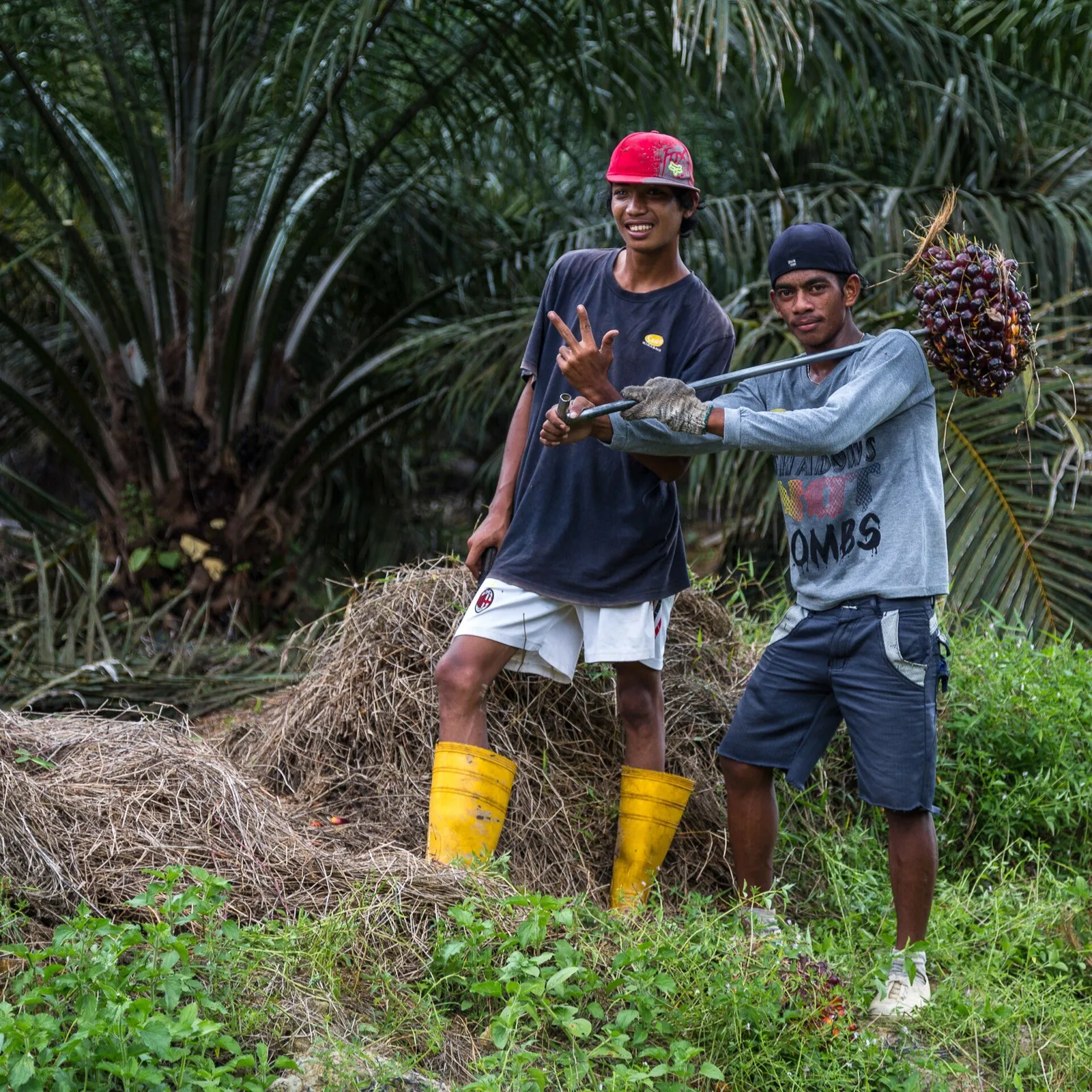 Palm oil plantation workers Palm oil plantation workers