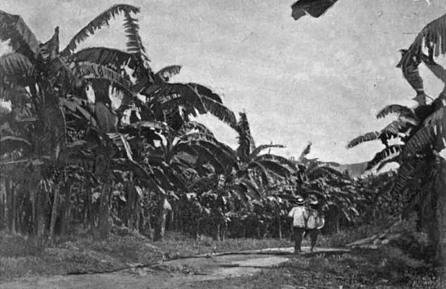 Plantação da United Fruit Company, Jamaica c. 1894 Plantação da United Fruit Company, Jamaica c. 1894