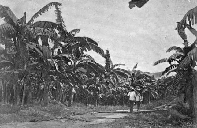 United Fruit Company plantation, Jamaica c. 1894